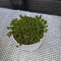 多肉植物 黄金細葉万年草の画像