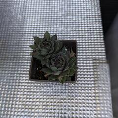 多肉植物 センペルビウム ブルーボーイの画像