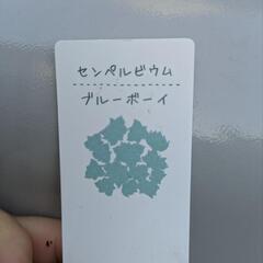 多肉植物 センペルビウム ブルーボーイの画像