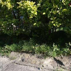 植木の植え替え