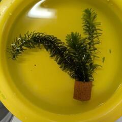 水草　オオカナダモ（アナカリス）＋おもり
