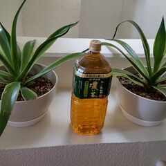 観葉植物・アガベ２鉢