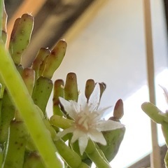 リプサリス　ケレウスクラ⭐️の画像