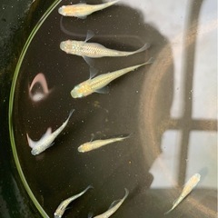 ラメ王メダカ 8匹の画像