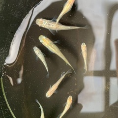 ラメ王メダカ 8匹
