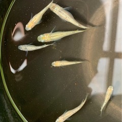 ラメ王メダカ 8匹の画像