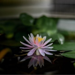 睡蓮　苗　1株