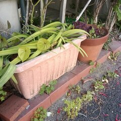 植木鉢、プランターなど【詳細を読んでから問い合わせしてください】の画像
