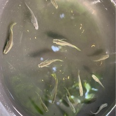 灰黄ヒレメダカ 約13匹
