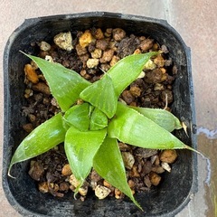 多肉植物 ハオルチア