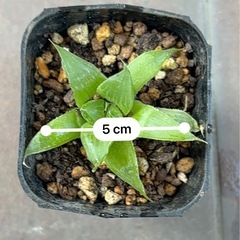【終了しました】多肉植物 ハオルチアの画像