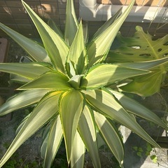 親株★横幅70ｃｍ・高さ75ｃｍ★アガベ・デスメティアナ★ジョーフォーク★観葉植物の画像