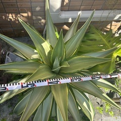 親株★横幅70ｃｍ・高さ75ｃｍ★アガベ・デスメティアナ★ジョーフォーク★観葉植物の画像
