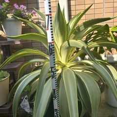 親株★横幅70ｃｍ・高さ75ｃｍ★アガベ・デスメティアナ★ジョーフォーク★観葉植物の画像