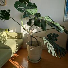 モンステラ　高さ160センチ