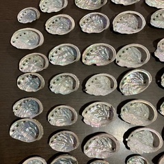 鮑　アワビ　貝殻の画像