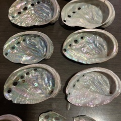 鮑　アワビ　貝殻の画像