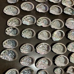 鮑　アワビ　貝殻の画像