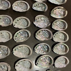 鮑　アワビ　貝殻の画像