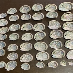 鮑　アワビ　貝殻