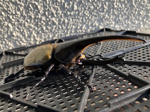 【お取引中】★ヘラクレスオオカブト♂1♀2 ★  ※ 値引き有