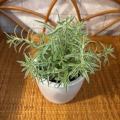 （お取引き中）観葉植物🌱 