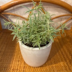（お取引き中）観葉植物🌱 の画像