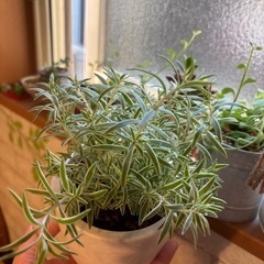（お取引き中）観葉植物🌱 の画像