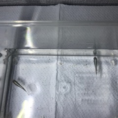 フロマージュメダカ　1ペア