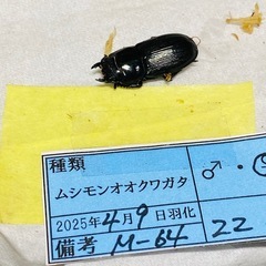 （お取引中）⑦ムシモンオオクワガタ   新成虫ペアの販売の画像