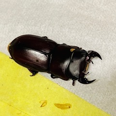 （お取引中）⑦ムシモンオオクワガタ   新成虫ペアの販売の画像