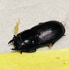 （お取引中）⑦ムシモンオオクワガタ   新成虫ペアの販売の画像