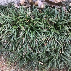 ギボウシ　こごみ　斑入りイワミツバ　玉竜苗あげますの画像