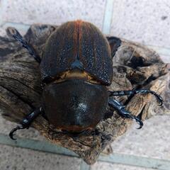 ヘラクレスオオカブトムシ7♀単品