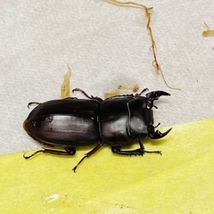 ⑧ムシモンオオクワガタ   新成虫ペアの販売訳ありの画像