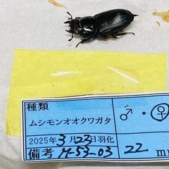 ⑧ムシモンオオクワガタ   新成虫ペアの販売訳ありの画像