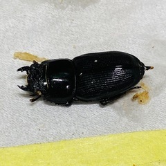 ⑧ムシモンオオクワガタ   新成虫ペアの販売訳ありの画像