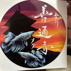 メダカ　善ラメの画像