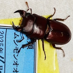 ⑨ムシモンオオクワガタ   新成虫ペアの販売の画像
