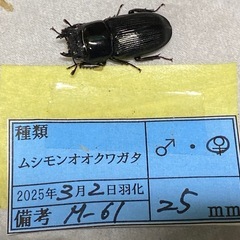⑨ムシモンオオクワガタ   新成虫ペアの販売の画像