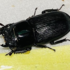 ⑨ムシモンオオクワガタ   新成虫ペアの販売の画像