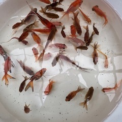 色んな種類の金魚の子供②の画像