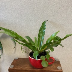 観葉植物(オオタニワタリとウォーターマッシュルーム)