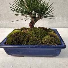 五葉松の盆栽　Bonsai Goyoumastu