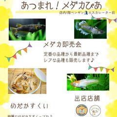 あつまれ！メダカぴあ　めだかすくい