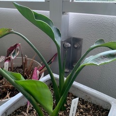 再生中 新芽×2出現 観葉植物　陶器鉢込み　Strelizia ...