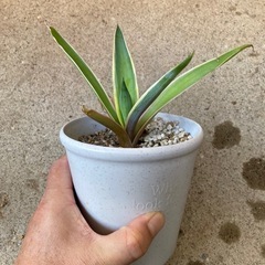 アガベベネズエラ