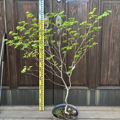 シロヤシオツツジの画像