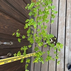 シロヤシオツツジの画像