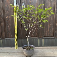 シロヤシオツツジ